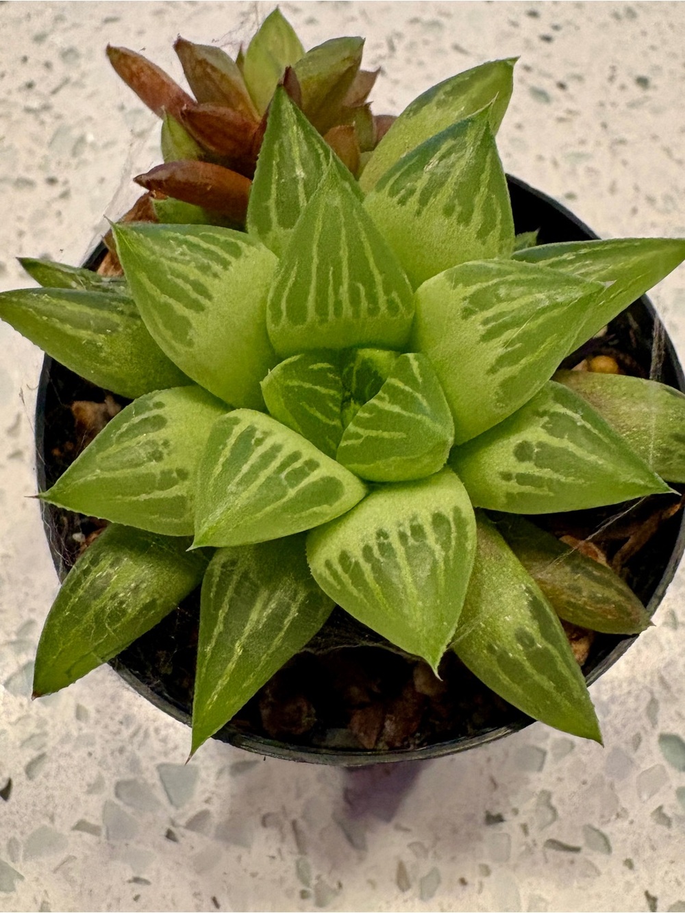 Haworthia Retusa F. Geraldii "Star Cactus" or Glass Leaf Succulent" live plant